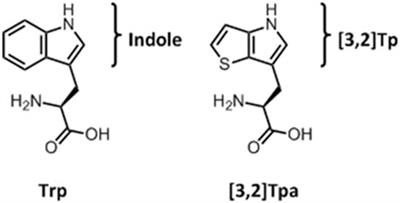 Evolving a mitigation of the stress response pathway to change the basic chemistry of life